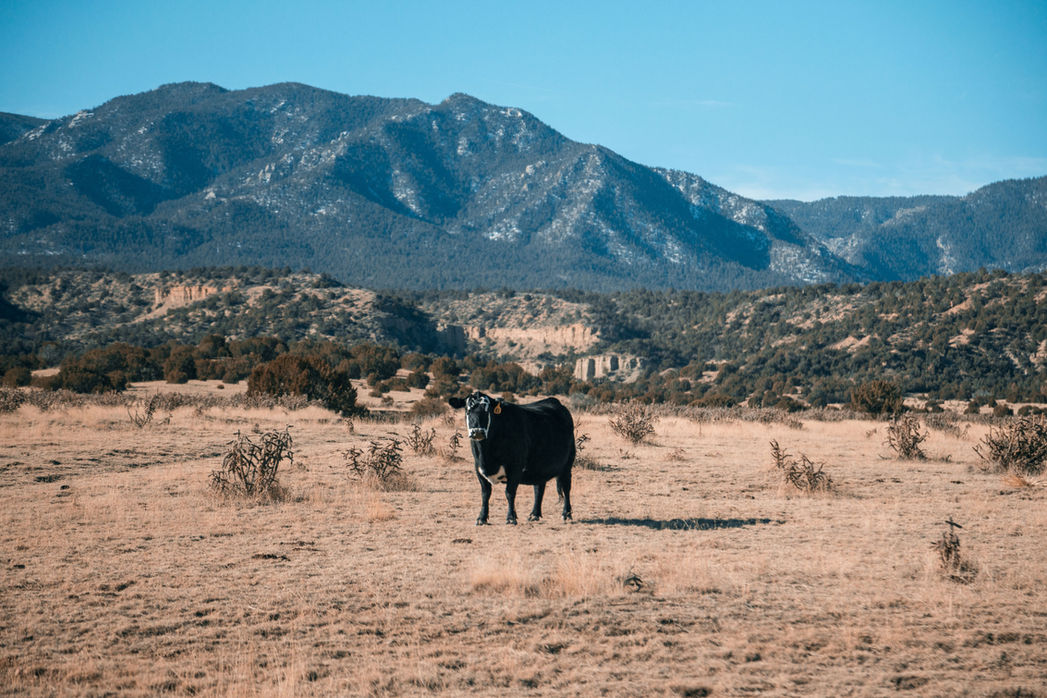 Five Gulley Ranch