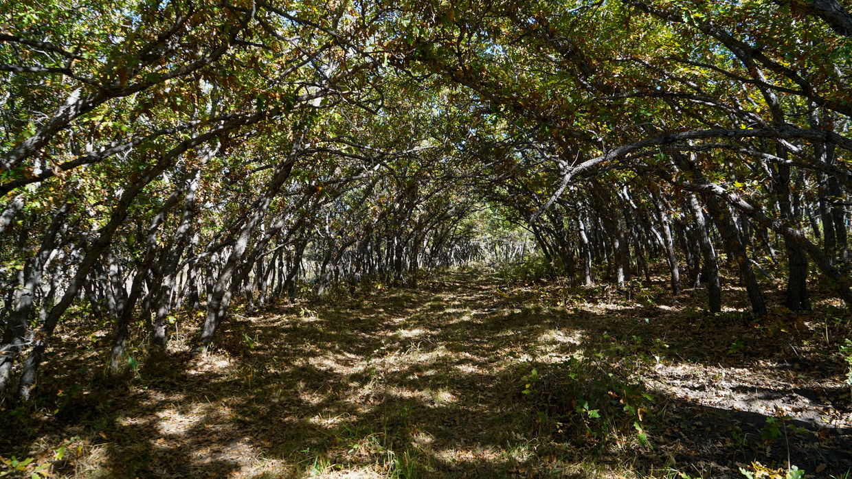 Castillo Johnson Mesa Ranch