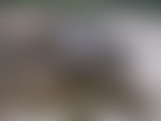 Beethoven the Water Loving Dog