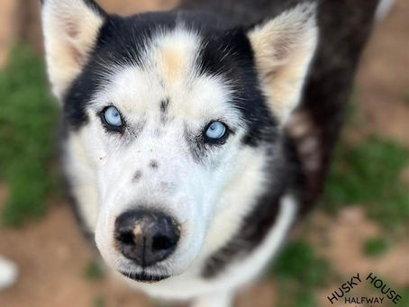 Hey everyone! Just a quick heads up – did you know it's Amazon Pet Day?