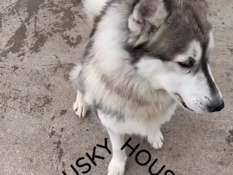 Sophie is ready for a #foreverhome of her own!