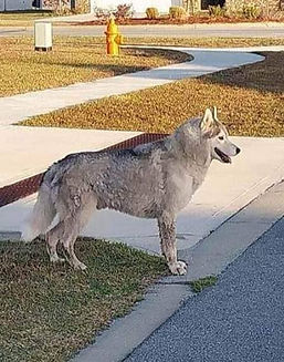 Found Husky