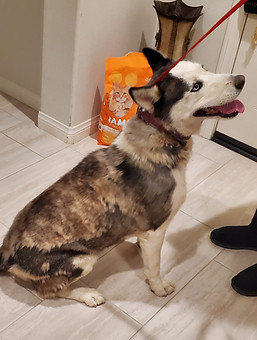 Norco ca Found Husky