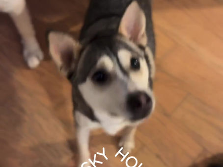 Tesla hanging with Britney