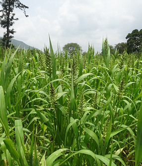 Barnyard millet crop.JPG