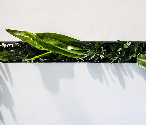 green leaf plant_edited.jpg