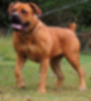 Zena