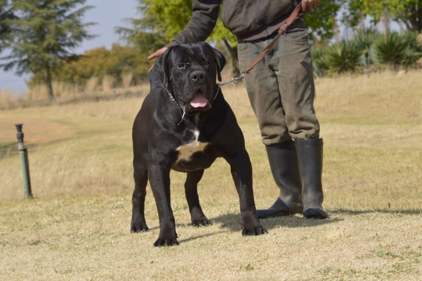 BODINGTON BOERBOEL LEO