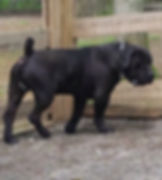 Deacon - Click for larger view