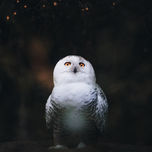 Schneeeule in der Dämmerung: Eine Schneeeule sitzt majestätisch in der Dämmerung, mit leuchtenden Augen, die die nächtliche Wildnis durchdringen.
