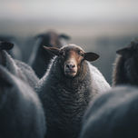 Schafherde auf der Weide: Eine Gruppe von Schafen steht dicht beieinander auf einer Weide, die ländliche Idylle und Viehzucht symbolisiert.
