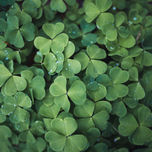 Kleeblätter mit Tautropfen: Frische Kleeblätter mit Tautropfen, die die Reinheit und Frische der Natur symbolisieren.
