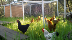 Chickens in grass in a PVC coop