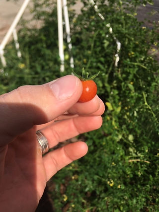Hex Grown Cherry Tomato