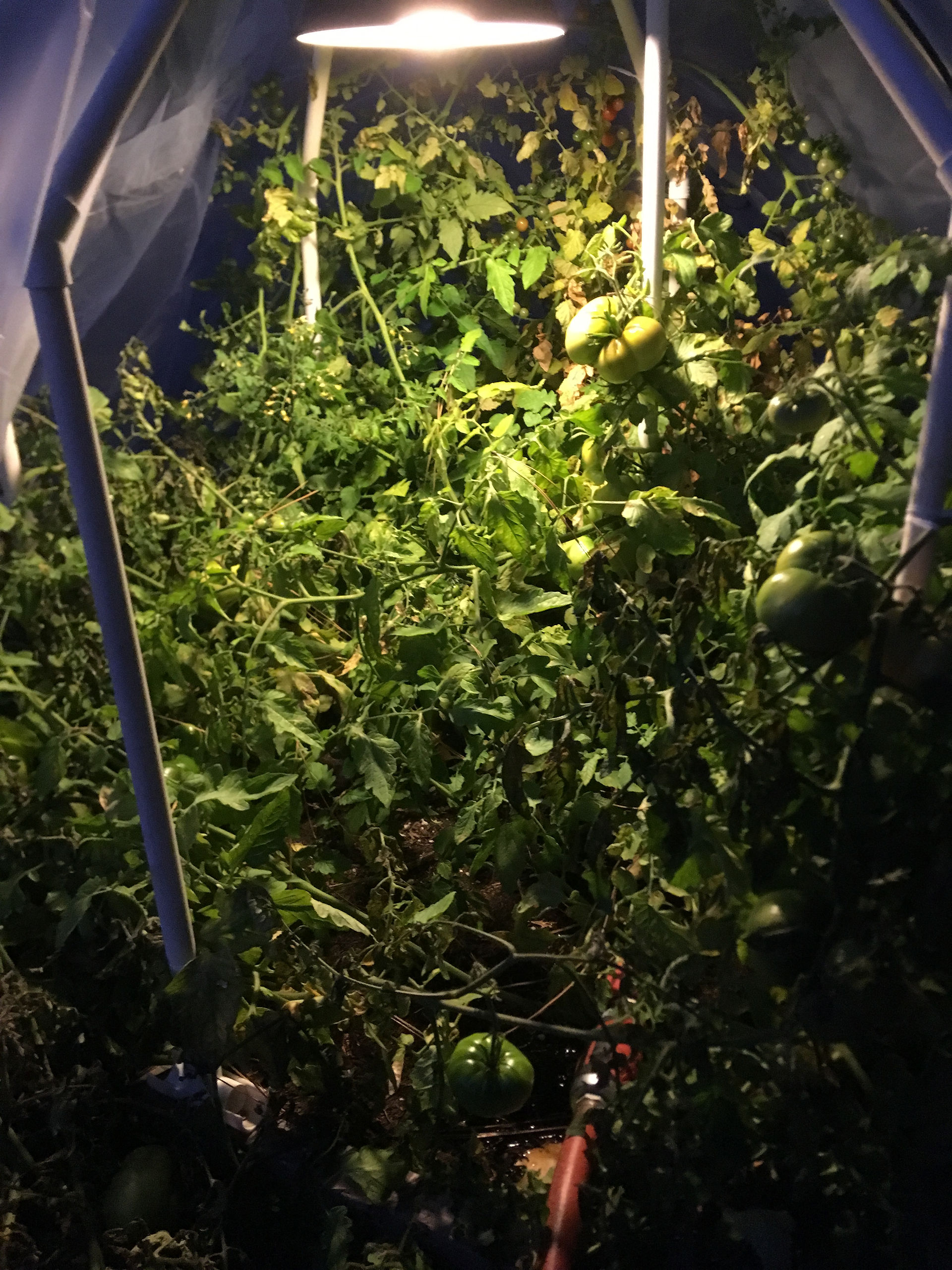 Inside Hex Grower with Light