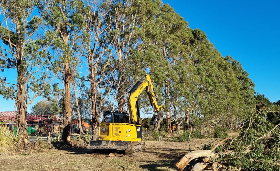 Trimming and cutting down of gum trees