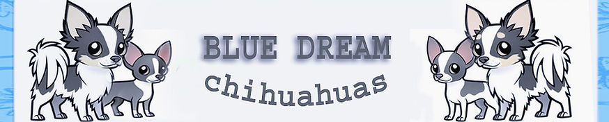 blue chihuahua banner frame_edited.jpg