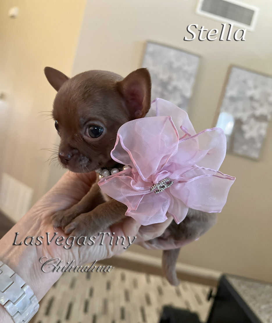 Tiny Stella 
