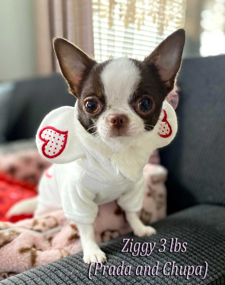Ziggy Father of the Litter