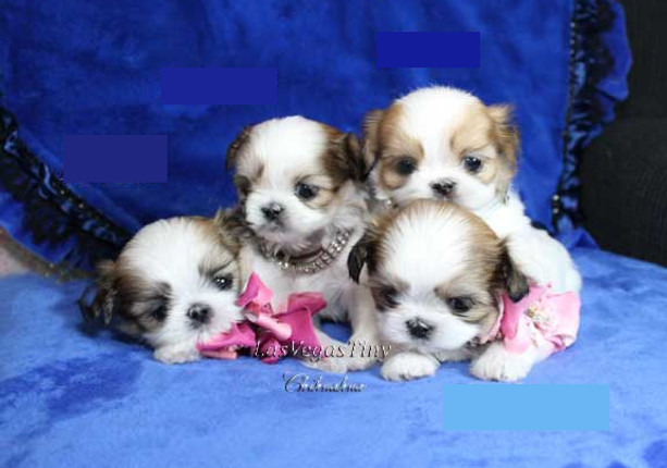 imperial Shih tzy (37)_edited.jpg
