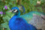 Azul Vibrante