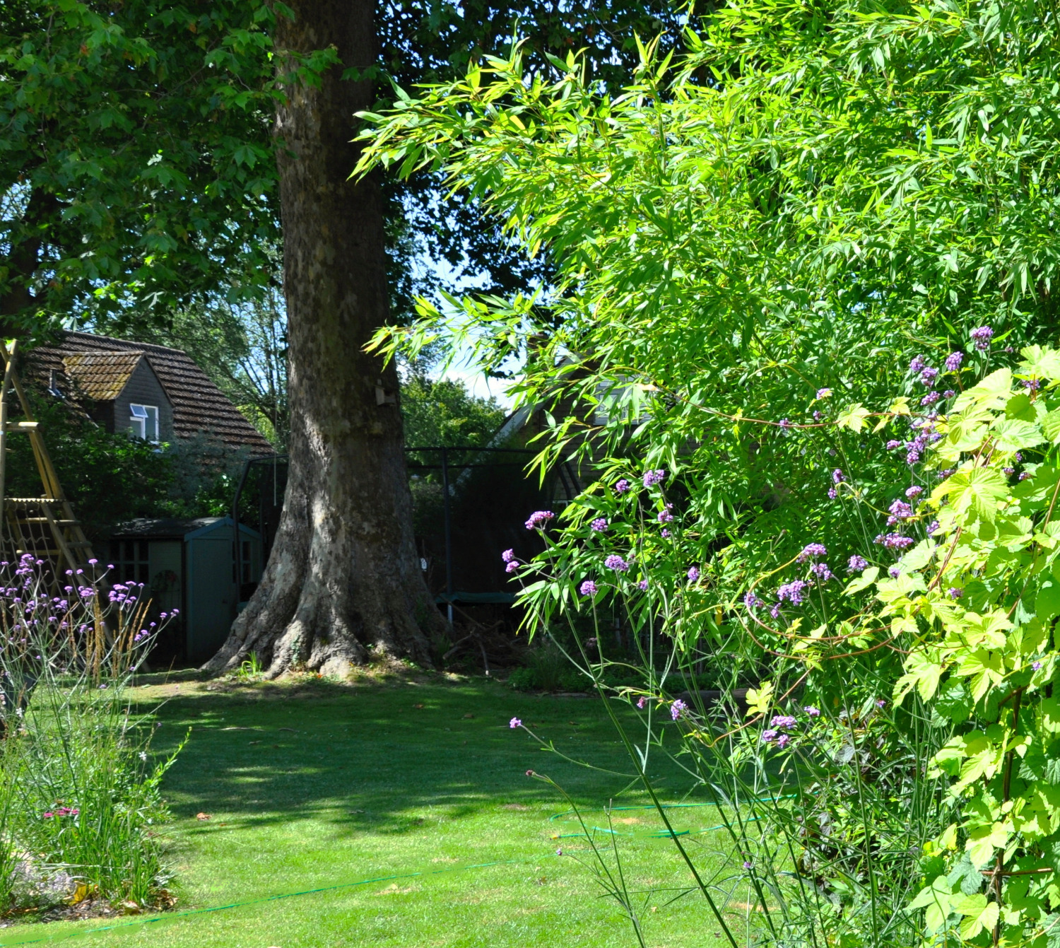wildlife garden, Marlow
