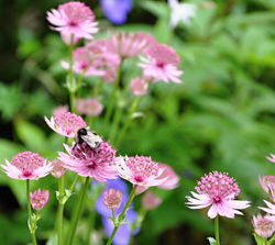 planting design, Marlow