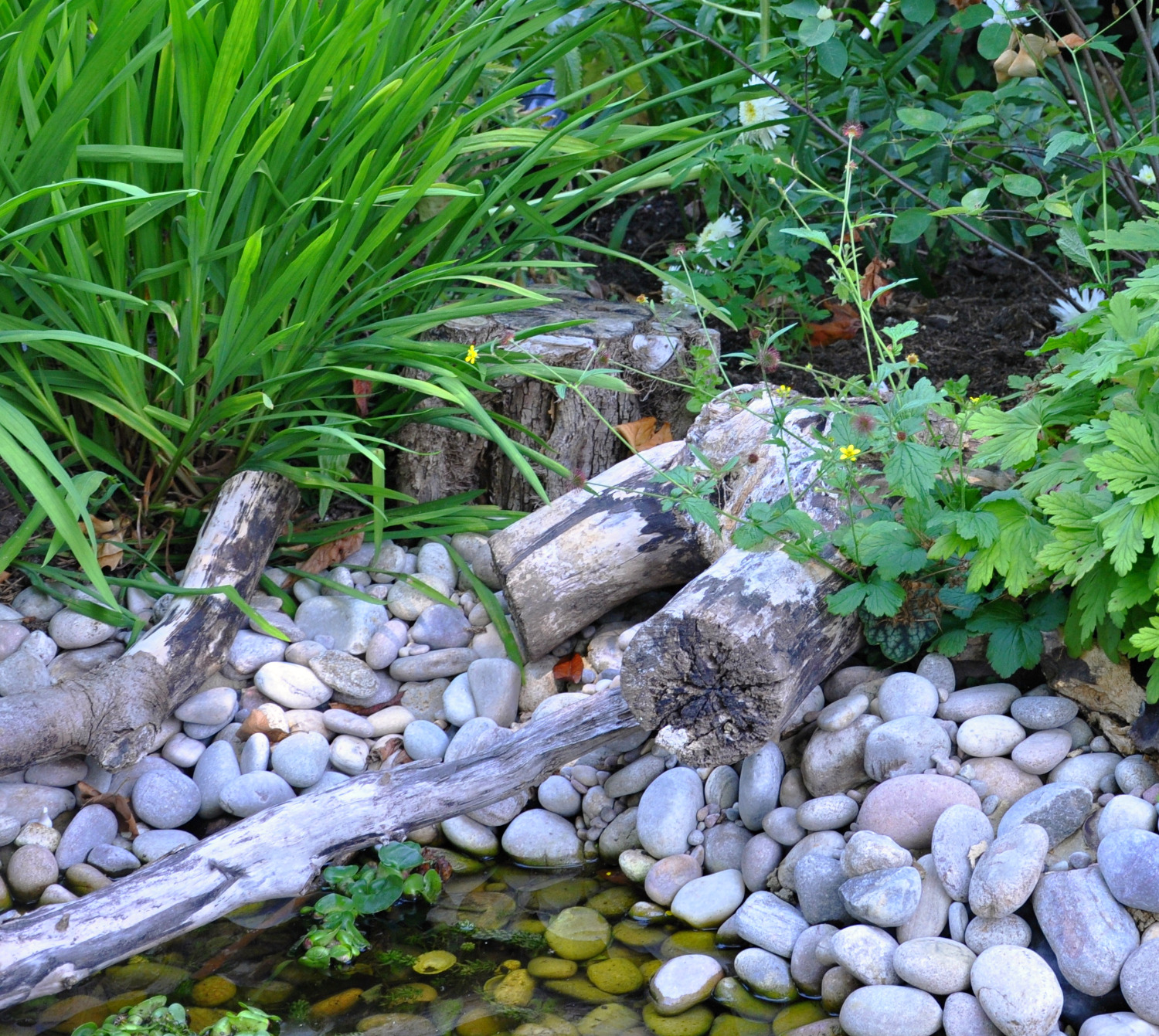 wildlife garden, Marlow