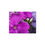 Thumbnail: Violet Splendor Metal Print
