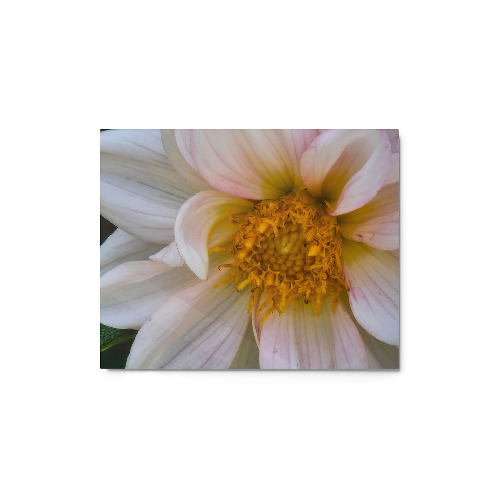 Thumbnail: Dahlia Blessings Metal Print