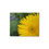 Thumbnail: Gerber Me Yellow Metal Print