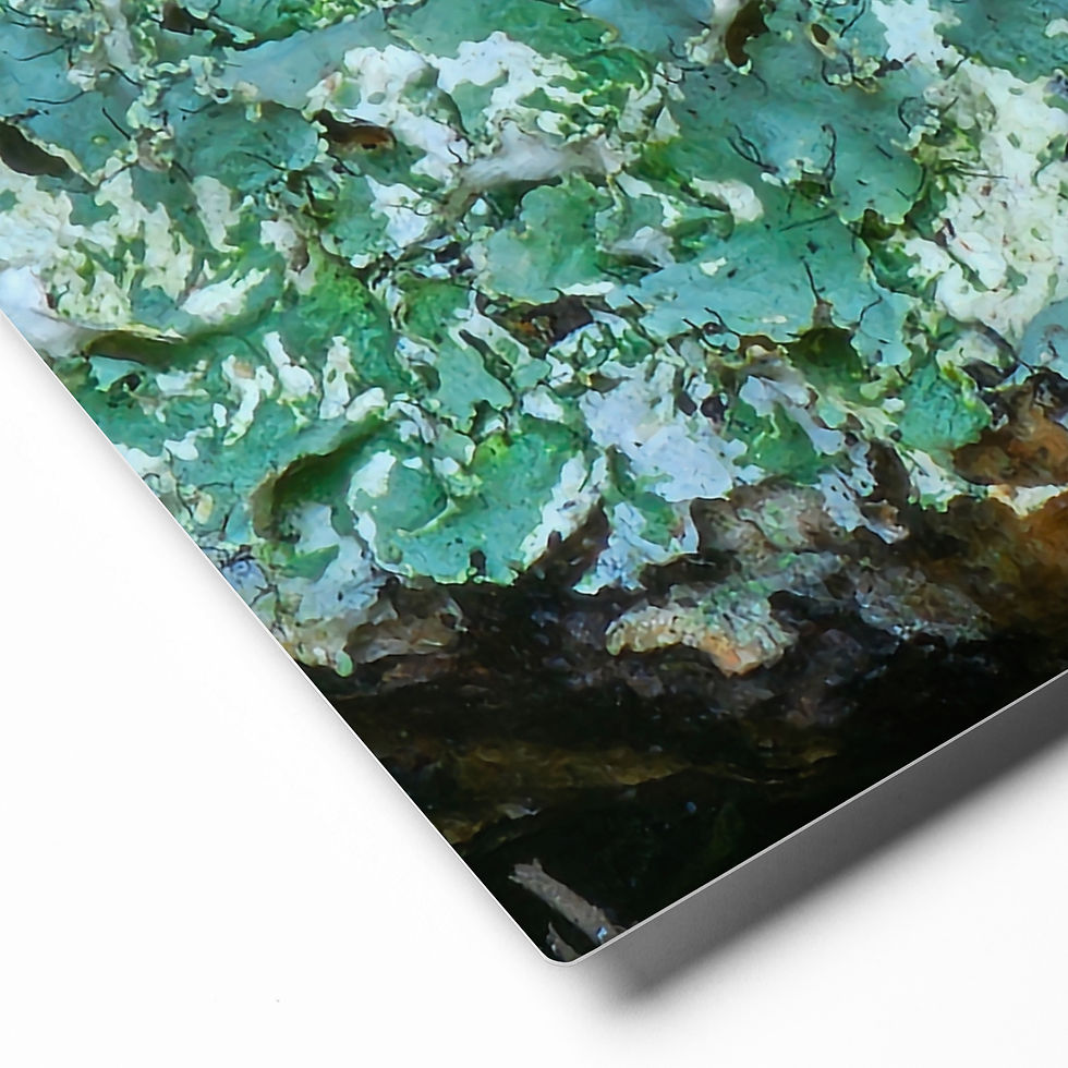 Thumbnail: Woodland Surprise Metal Print