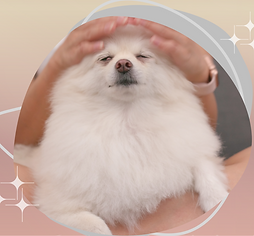 Medissage.png