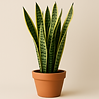 SNAKE PLANT
