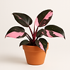 PHILODENDRON - Pink Princess