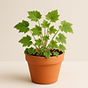 PIGGYBACK PLANT
