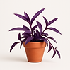 TRADESCANTIA - Purple passion/purple heart