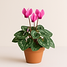 CYCLAMEN

