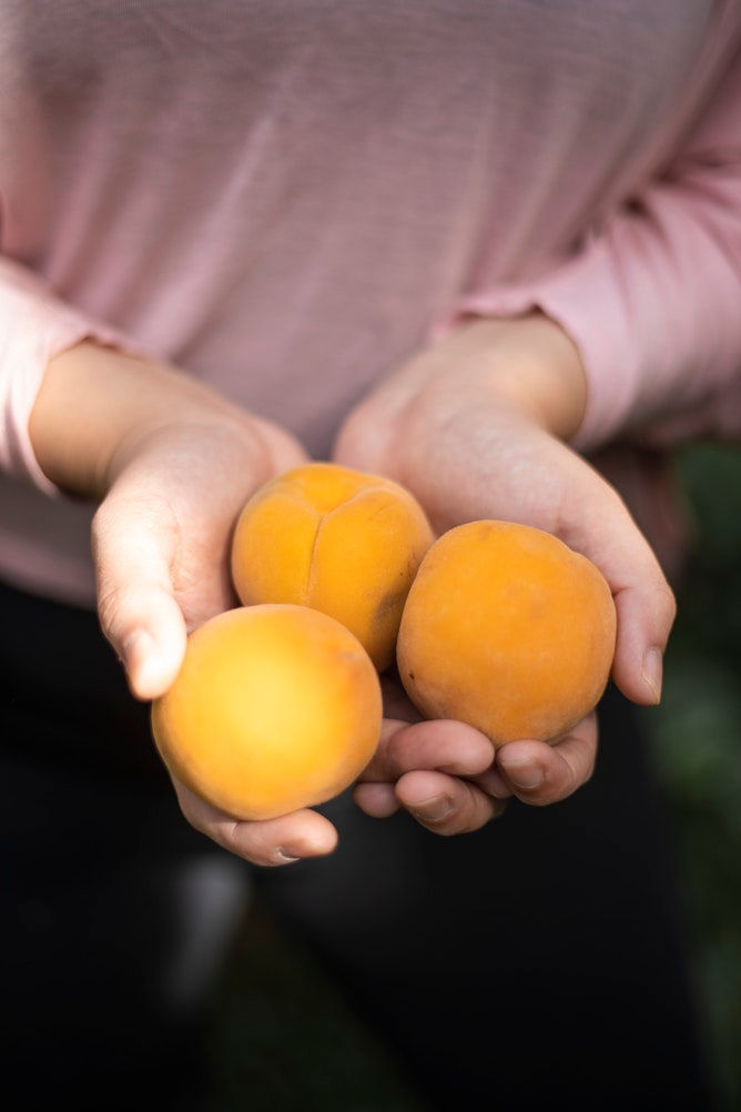 Hands Holding Peaches