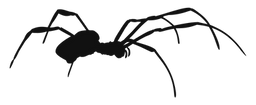 spider