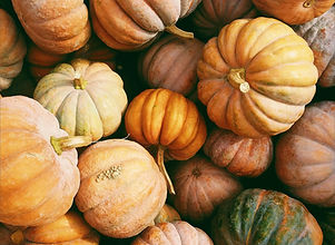 Autumn Harvest Pumpkins