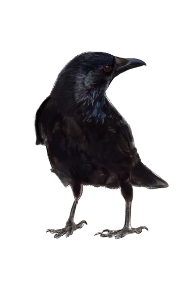 Bird Illustration by Dayna