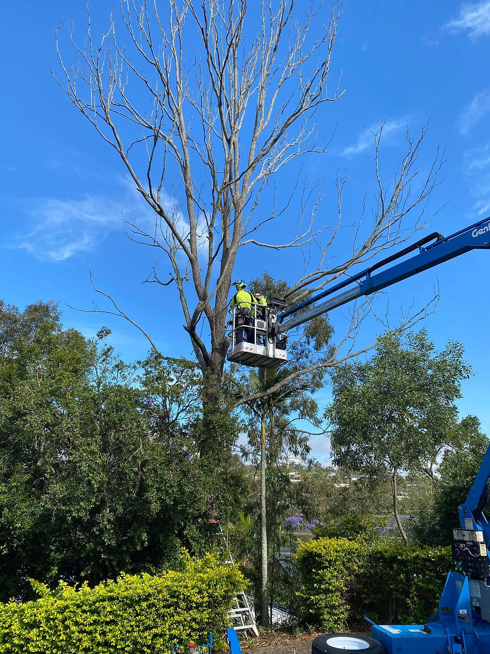 Photo showing Chip and Chop Tree Lop Team Member in a crane lift chopping down a tree in a client's backyard in Queensland