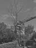 Chip & Chop Tree Lop Brissy boys in action with their arborist servies provided to all Brisbane to Gold Coast Folks