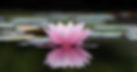 lotus1.webp