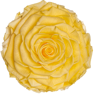 NE_ROSE_PALE_YELLOW.png