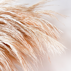 pampas 400x400_Mesa de trabajo 1 copia 19.png