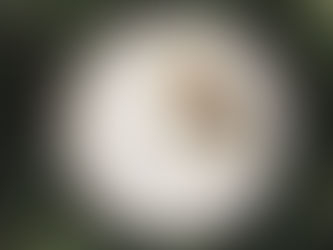 THREE TOQUES AND A PORTION OF PRAISE