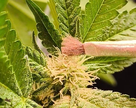 WhatsApp Image 2026-04-23 at 18.16.30 BREEDING CBD(4).jpeg