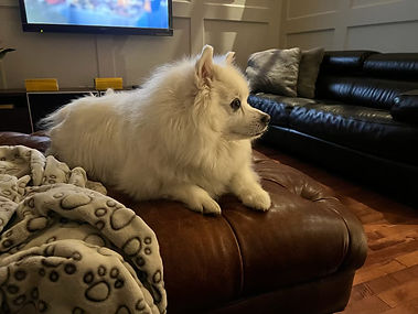 Small white dog Aug 20, 2024.jpg